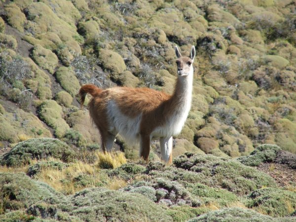 guanaco