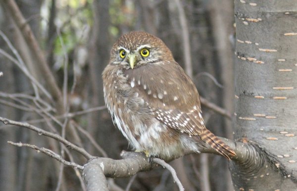 pygmy_owl